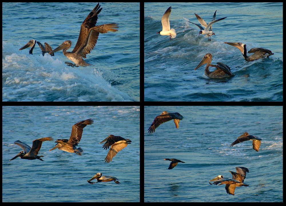 (27) pelican montage.jpg   (1000x720)   345 Kb                                    Click to display next picture